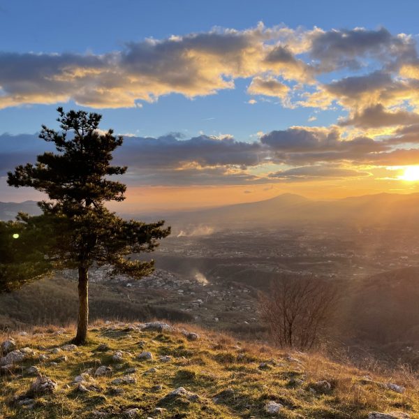 Ein von der Abendsonne angestrahlter Baum mit Blick auf eine Stadt im Hintergrund